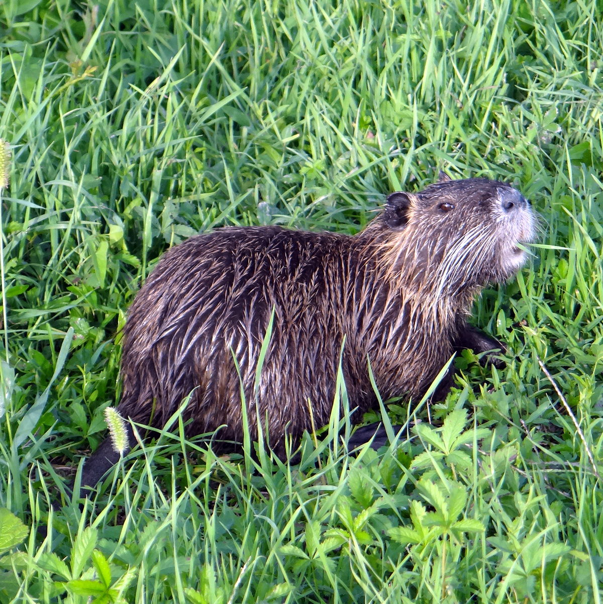 1200px-Nutria_Ifroz.jpg (453 KB)